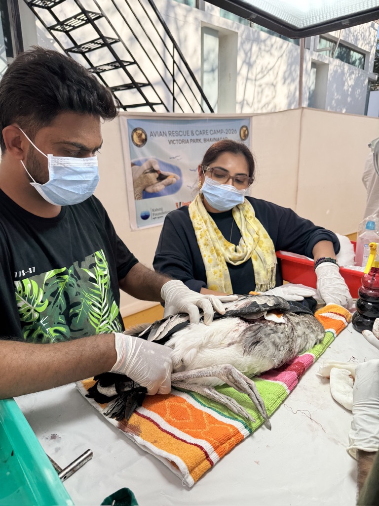 Bird treatment at the rescue camp